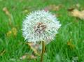 2013-1117-1235_Dandilion_9,2C